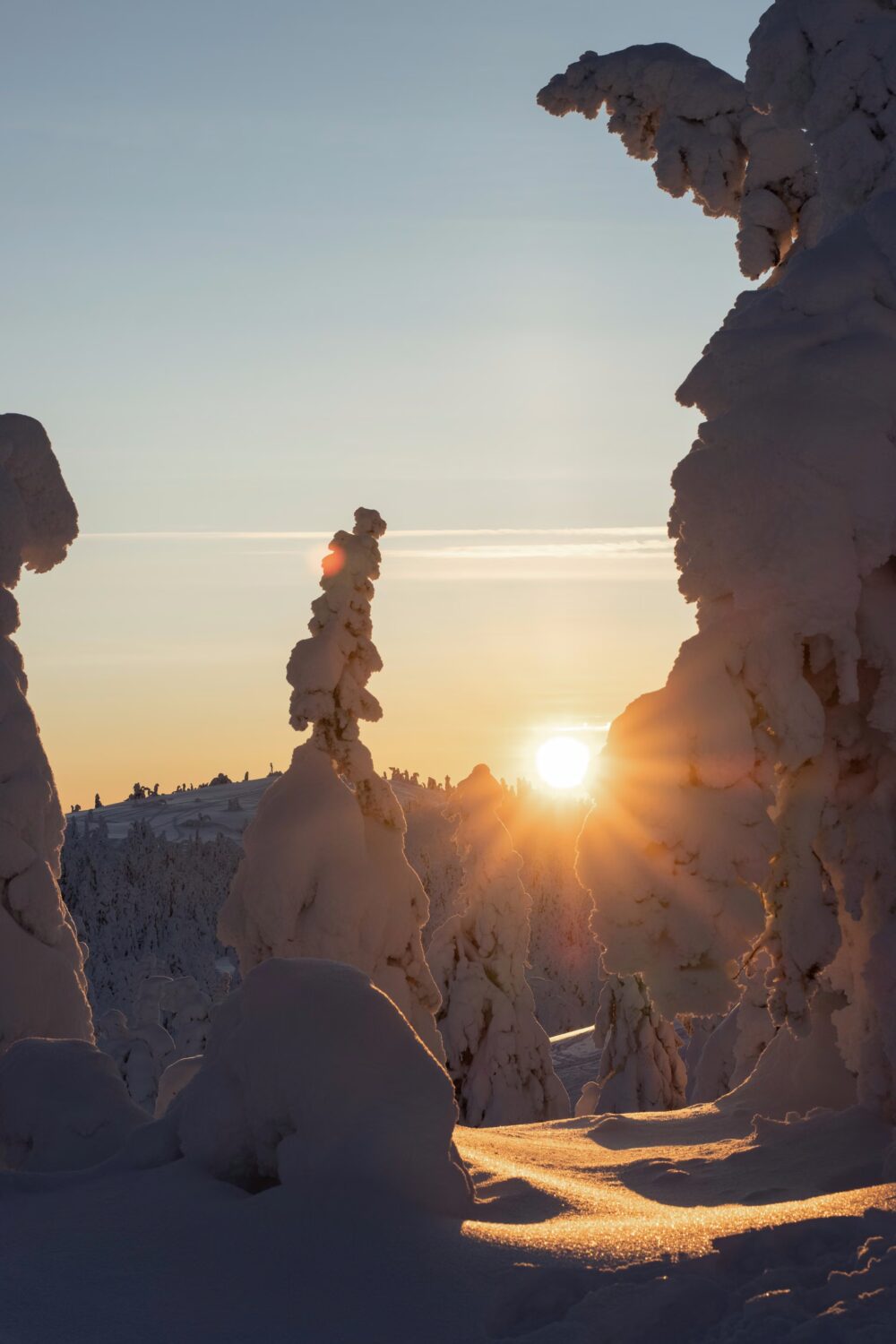 Arctic Drift 2027 - Winter Sun Through Frozen Trees